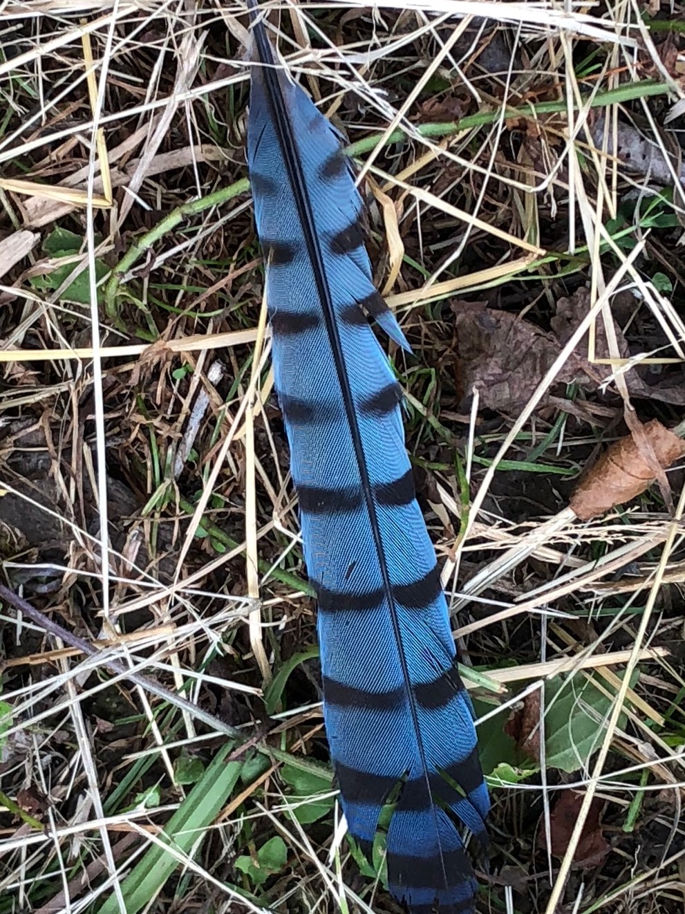 A Blue Jay feather